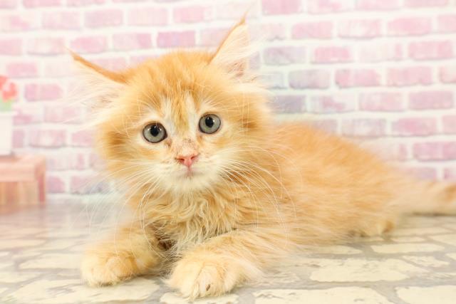 静岡県のミヌエット (Coo&RIKU掛川店/2025年6月21日生まれ/男の子/レッドタビー)の子猫の2枚目の画像