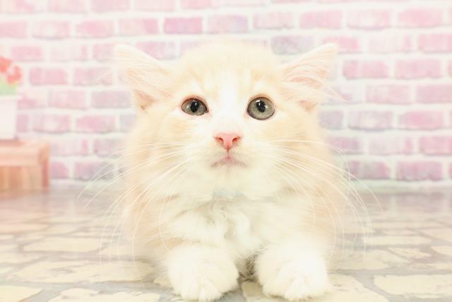 ノルウェージャン・フォレストキャット