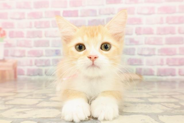 北海道のサイベリアン (Coo&RIKU北見店/2025年5月31日生まれ/女の子/レッドタビーホワイト)の子猫