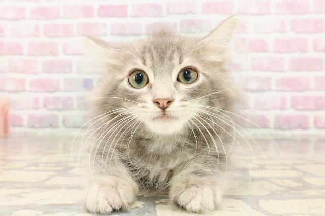 神奈川県のノルウェージャンフォレストキャット (Coo&RIKU江の島店/2025年6月3日生まれ/男の子/ブルータビー)の子猫の1枚目の画像