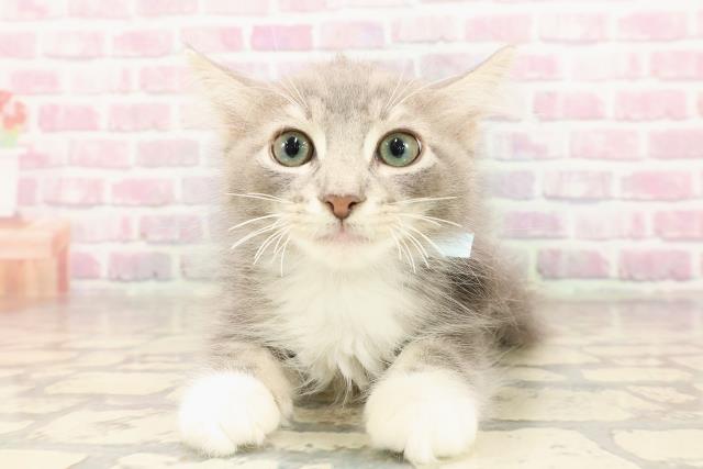 静岡県のノルウェージャンフォレストキャット (Coo&RIKU掛川店/2025年6月3日生まれ/男の子/ブルータビーホワイト)の子猫の1枚目の画像