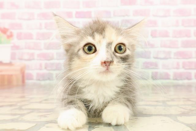 ノルウェージャン・フォレストキャット