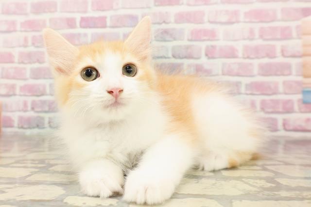 北海道のサイベリアン (Coo&RIKU旭川店/2025年6月7日生まれ/女の子/レッドタビーホワイト)の子猫の2枚目の画像