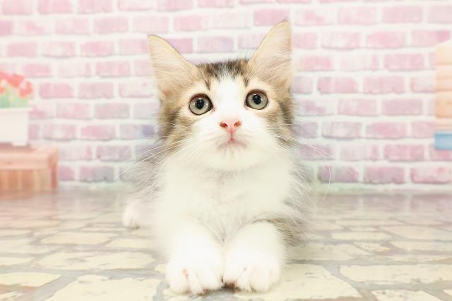 青森県のサイベリアン (Coo&RIKU青森店/2025年6月7日生まれ/男の子/ブラウンタビーホワイト)の子猫の1枚目の画像