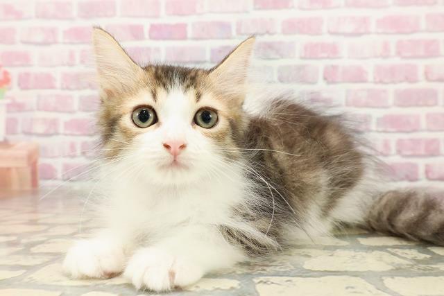 青森県のサイベリアン (Coo&RIKU青森店/2025年6月7日生まれ/男の子/ブラウンタビーホワイト)の子猫の2枚目の画像