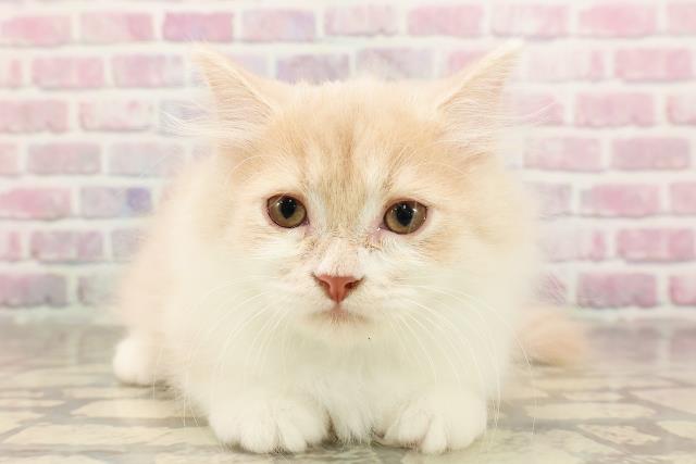 神奈川県のミヌエット (Coo&RIKU江の島店/2025年6月6日生まれ/男の子/クリームタビー)の子猫の1枚目の画像