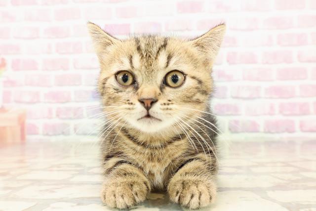 大阪府のミヌエット (Coo&RIKU東大阪店/2025年6月11日生まれ/男の子/ブラウンタビー)の子猫の1枚目の画像
