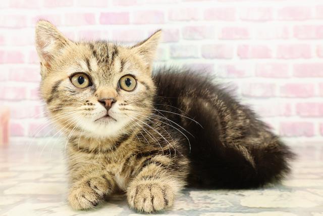 大阪府のミヌエット (Coo&RIKU東大阪店/2025年6月11日生まれ/男の子/ブラウンタビー)の子猫の2枚目の画像