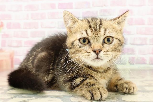 大阪府のミヌエット (Coo&RIKU東大阪店/2025年6月11日生まれ/男の子/ブラウンタビー)の子猫の3枚目の画像