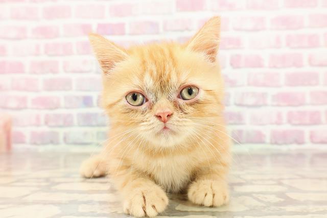 ミヌエット（長足）