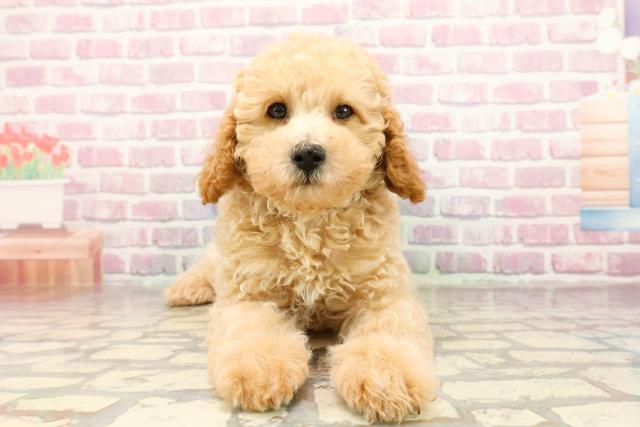 埼玉県のトイプードル(トイ) (Coo&RIKU川口戸塚店/2025年6月23日生まれ/男の子/クリーム)の子犬の1枚目の画像