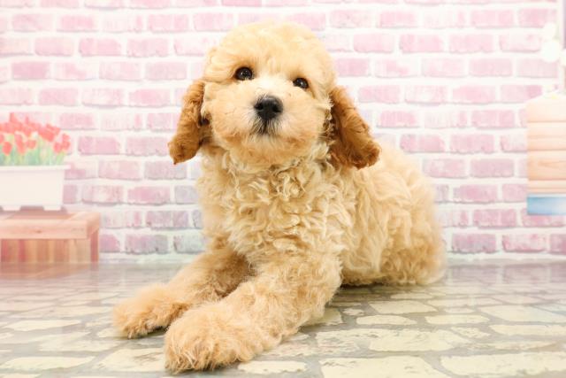 埼玉県のトイプードル(トイ) (Coo&RIKU川口戸塚店/2025年6月23日生まれ/男の子/クリーム)の子犬の2枚目の画像