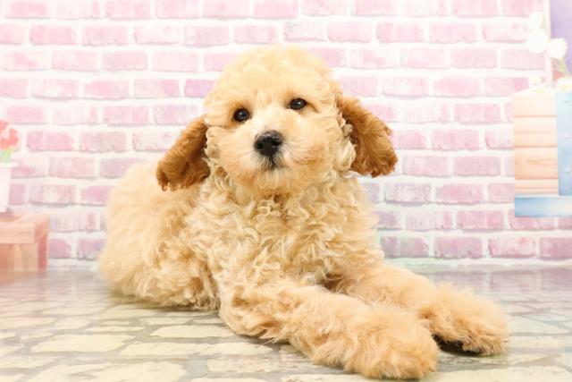 埼玉県のトイプードル(トイ) (Coo&RIKU川口戸塚店/2025年6月23日生まれ/男の子/クリーム)の子犬の3枚目の画像