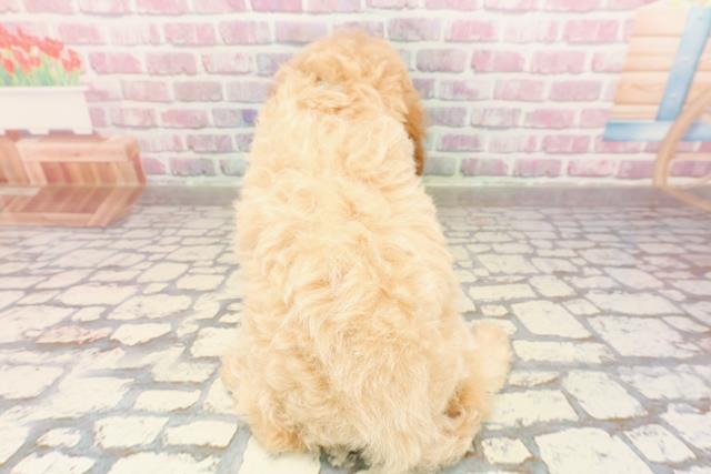 埼玉県のトイプードル(トイ) (Coo&RIKU川口戸塚店/2025年6月23日生まれ/男の子/クリーム)の子犬の4枚目の画像