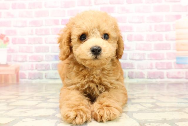 埼玉県のトイプードル(トイ) (Coo&RIKU大宮店/2025年6月24日生まれ/男の子/アプリコット)の子犬の1枚目の画像