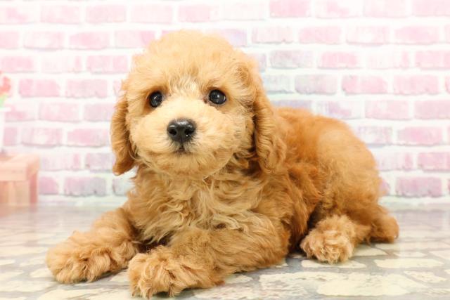 埼玉県のトイプードル(トイ) (Coo&RIKU大宮店/2025年6月24日生まれ/男の子/アプリコット)の子犬の2枚目の画像