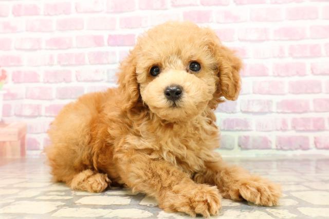 埼玉県のトイプードル(トイ) (Coo&RIKU大宮店/2025年6月24日生まれ/男の子/アプリコット)の子犬の3枚目の画像