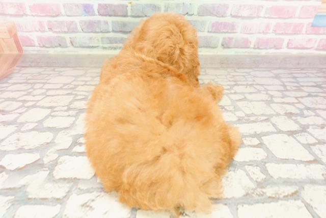 埼玉県のトイプードル(トイ) (Coo&RIKU大宮店/2025年6月24日生まれ/男の子/アプリコット)の子犬の4枚目の画像