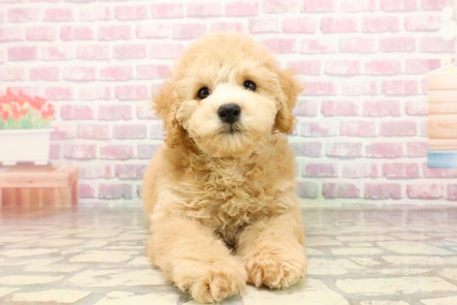 埼玉県のトイプードル(トイ) (Coo&RIKU草加バイパス店/2025年6月24日生まれ/男の子/クリーム)の子犬の1枚目の画像