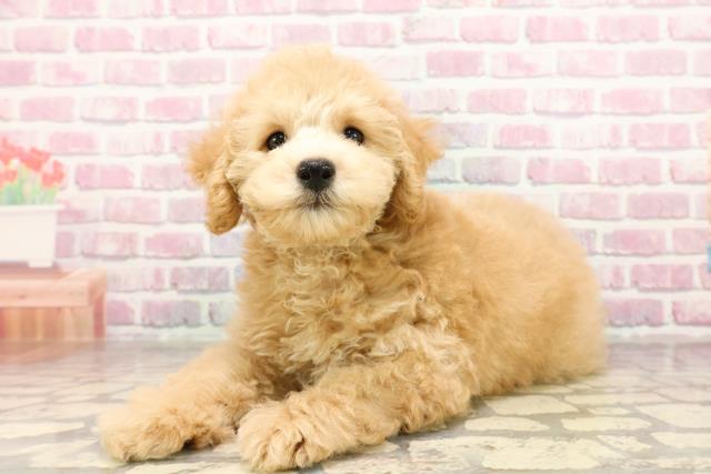 埼玉県のトイプードル(トイ) (Coo&RIKU草加バイパス店/2025年6月24日生まれ/男の子/クリーム)の子犬の2枚目の画像