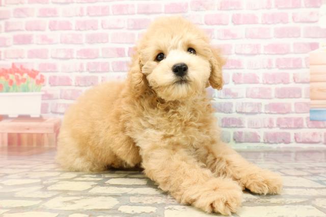 埼玉県のトイプードル(トイ) (Coo&RIKU草加バイパス店/2025年6月24日生まれ/男の子/クリーム)の子犬の3枚目の画像