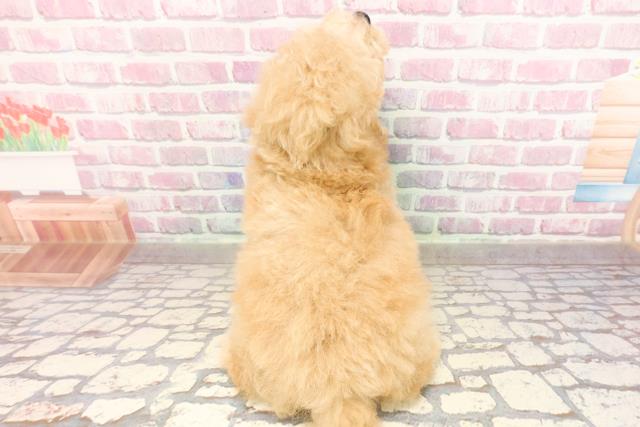 埼玉県のトイプードル(トイ) (Coo&RIKU草加バイパス店/2025年6月24日生まれ/男の子/クリーム)の子犬の4枚目の画像