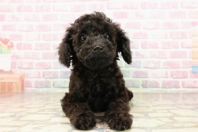 千葉県のトイプードル(トイ) (Coo&RIKU東金店/2025年6月22日生まれ/男の子/ブラック)の子犬の1枚目の画像