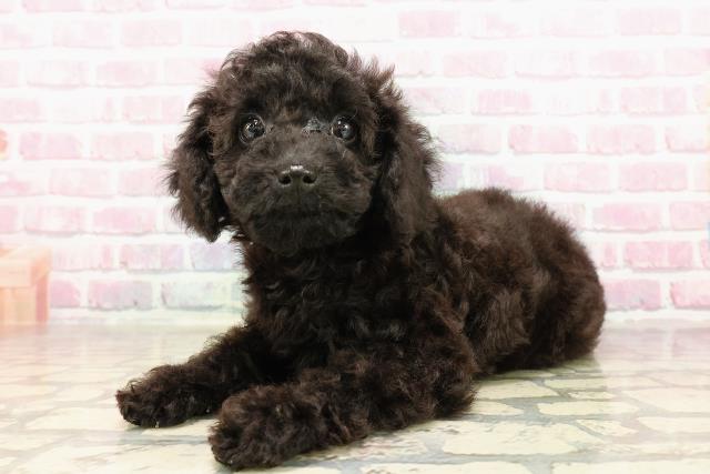 千葉県のトイプードル(トイ) (Coo&RIKU東金店/2025年6月22日生まれ/男の子/ブラック)の子犬の2枚目の画像