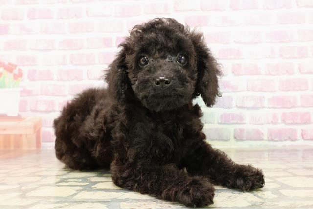 千葉県のトイプードル(トイ) (Coo&RIKU東金店/2025年6月22日生まれ/男の子/ブラック)の子犬の3枚目の画像