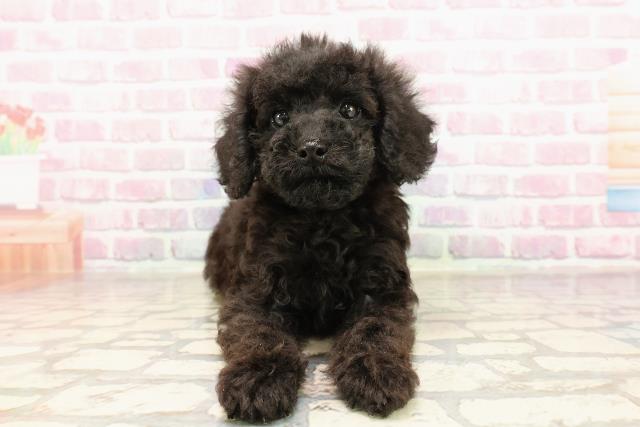 栃木県のトイプードル(トイ) (Coo&RIKUFKDインターパーク店/2025年6月22日生まれ/女の子/ブラック)の子犬