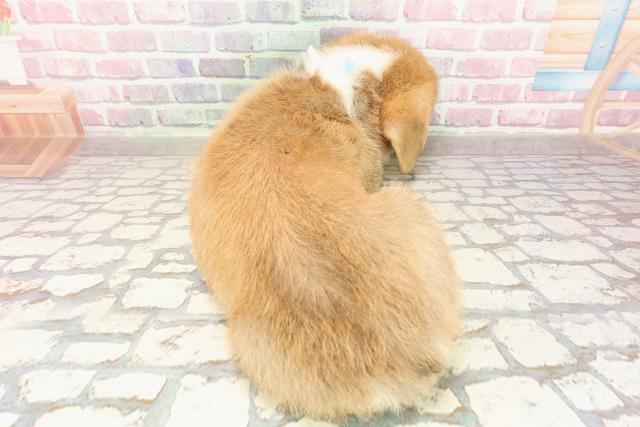 埼玉県のウェルシュコーギーペンブローク (Coo&RIKUアニマルケアセンター大宮/2025年6月24日生まれ/男の子/セーブルホワイト)の子犬の4枚目の画像