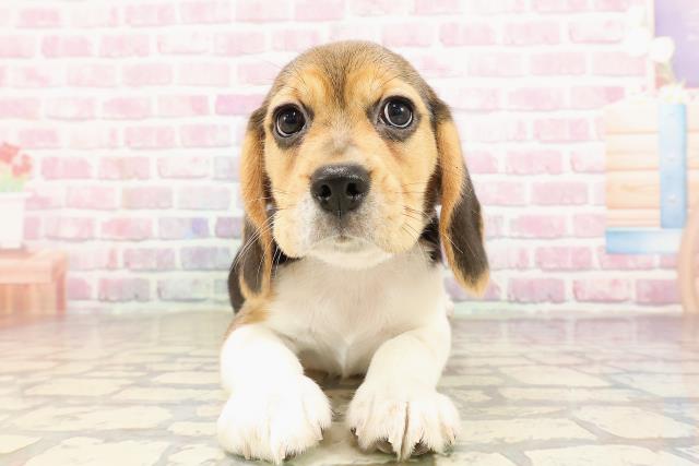 千葉県のビーグル (Coo&RIKU東船橋店/2025年6月22日生まれ/女の子/ブラックタンホワイト)の子犬
