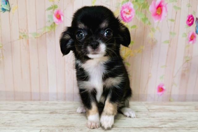 北海道のチワワ(ロング) (Coo&RIKU帯広店/2025年6月26日生まれ/女の子/ブラックタン)の子犬の1枚目の画像