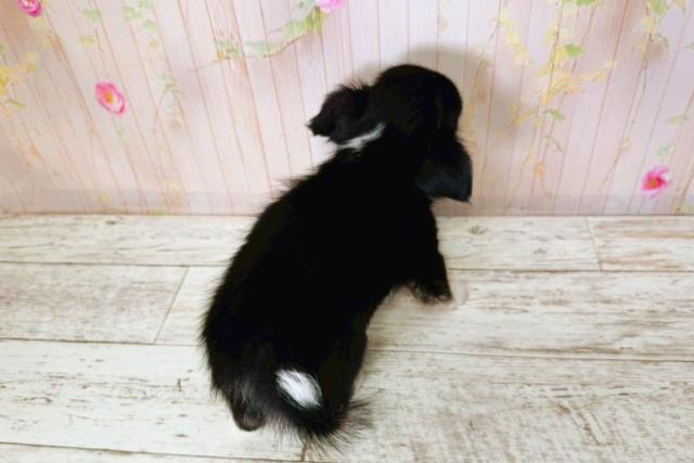 北海道のチワワ(ロング) (Coo&RIKU帯広店/2025年6月26日生まれ/女の子/ブラックタン)の子犬の4枚目の画像