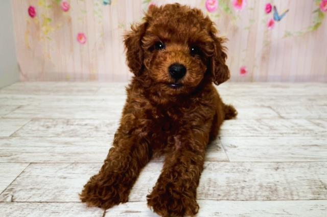 北海道のトイプードル(トイ) (Coo&RIKU函館店/2025年6月25日生まれ/男の子/レッド)の子犬
