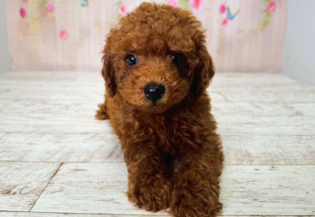 北海道のトイプードル(トイ) (Coo&RIKU釧路店/2025年6月25日生まれ/男の子/レッド)の子犬