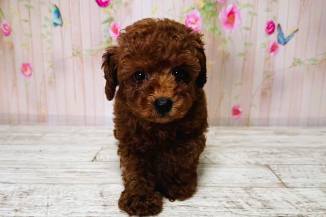 北海道のトイプードル(トイ) (Coo&RIKU帯広店/2025年6月25日生まれ/女の子/レッド)の子犬の1枚目の画像