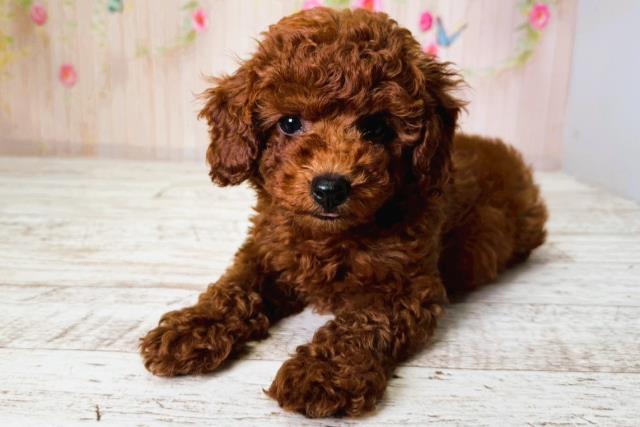 北海道のトイプードル(トイ) (Coo&RIKU帯広店/2025年6月25日生まれ/女の子/レッド)の子犬の2枚目の画像