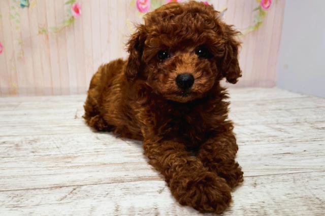 北海道のトイプードル(トイ) (Coo&RIKU帯広店/2025年6月25日生まれ/女の子/レッド)の子犬の3枚目の画像