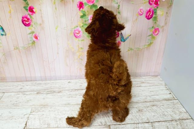 北海道のトイプードル(トイ) (Coo&RIKU帯広店/2025年6月25日生まれ/女の子/レッド)の子犬の4枚目の画像