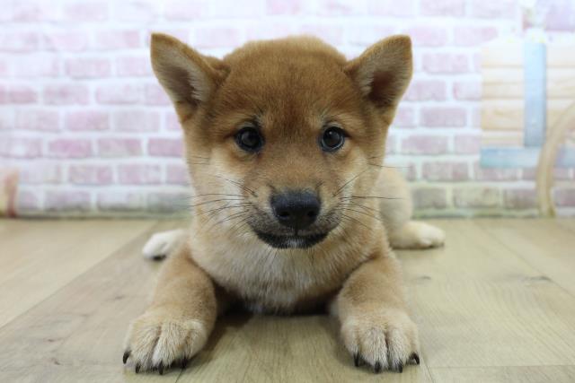 柴犬