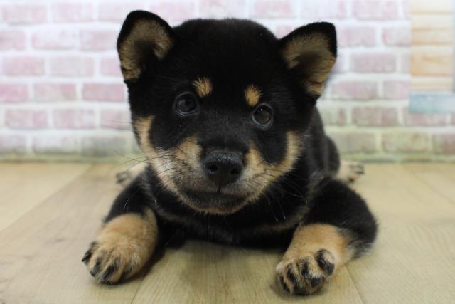 柴犬