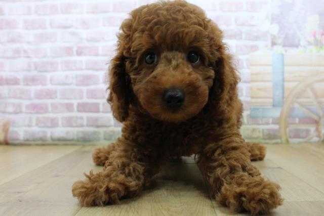 千葉県のトイプードル(トイ) (Coo&RIKU流山店/2025年6月24日生まれ/男の子/レッド)の子犬の1枚目の画像