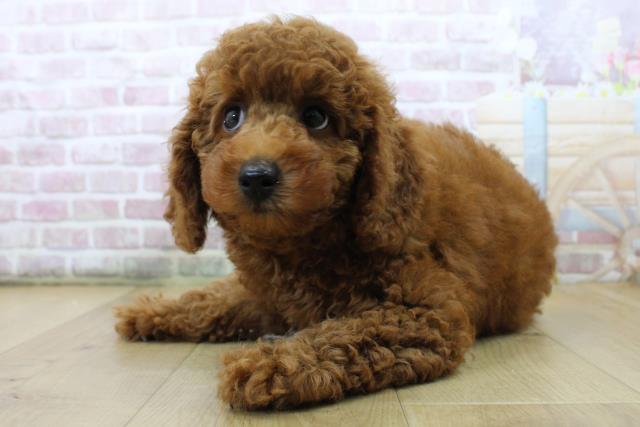 千葉県のトイプードル(トイ) (Coo&RIKU流山店/2025年6月24日生まれ/男の子/レッド)の子犬の2枚目の画像