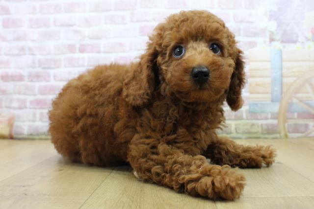 千葉県のトイプードル(トイ) (Coo&RIKU流山店/2025年6月24日生まれ/男の子/レッド)の子犬の3枚目の画像