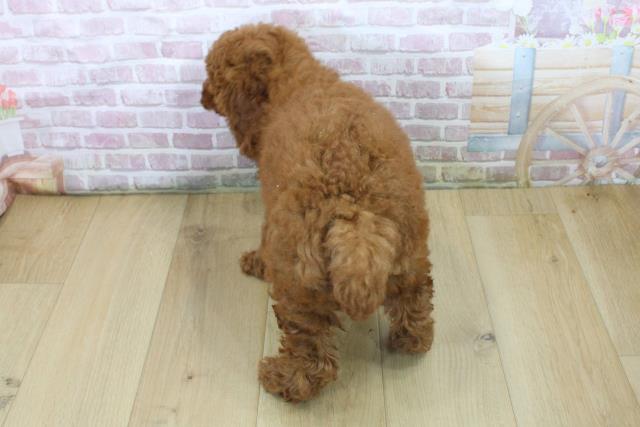 千葉県のトイプードル(トイ) (Coo&RIKU流山店/2025年6月24日生まれ/男の子/レッド)の子犬の4枚目の画像