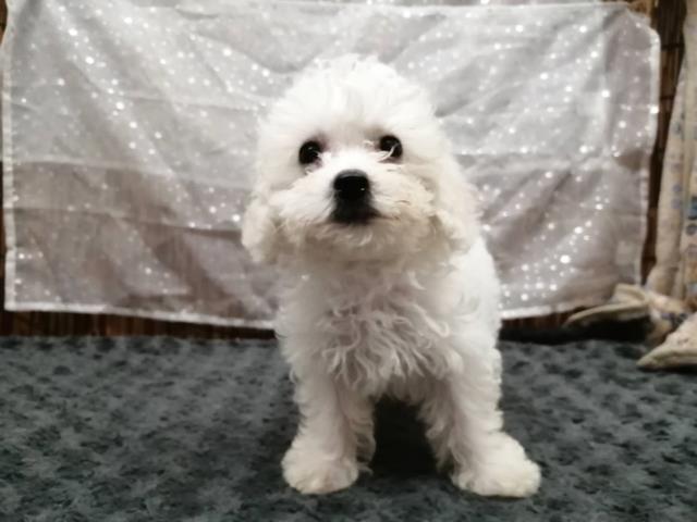 ビション・フリーゼ