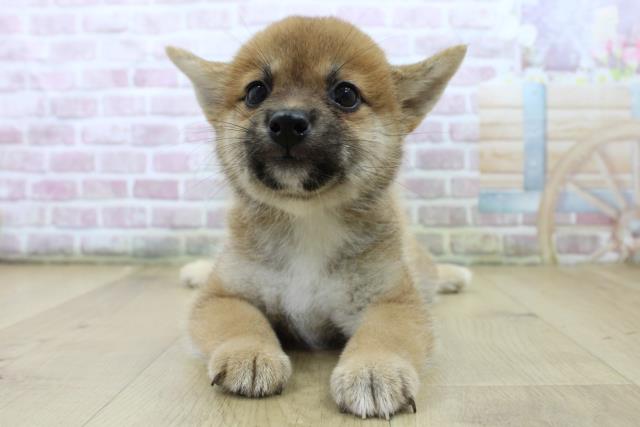 柴犬