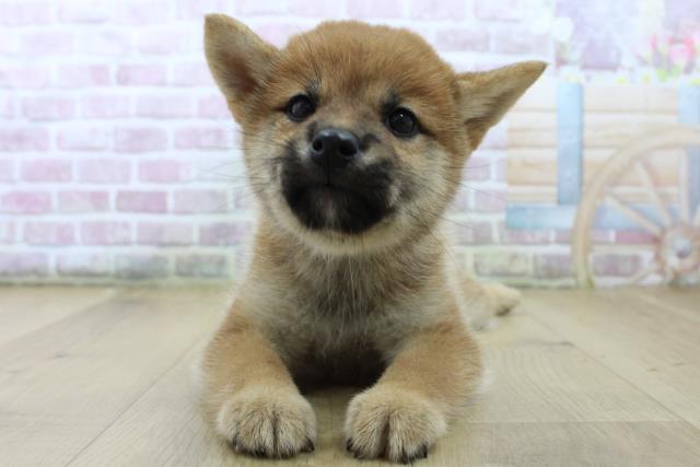 柴犬