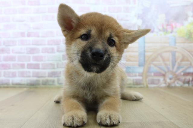 柴犬